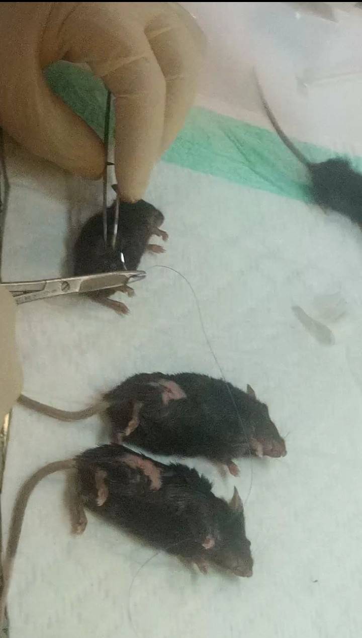 ایجاد مدل هتروتوپیک سرطان ریه در موش C57.B6