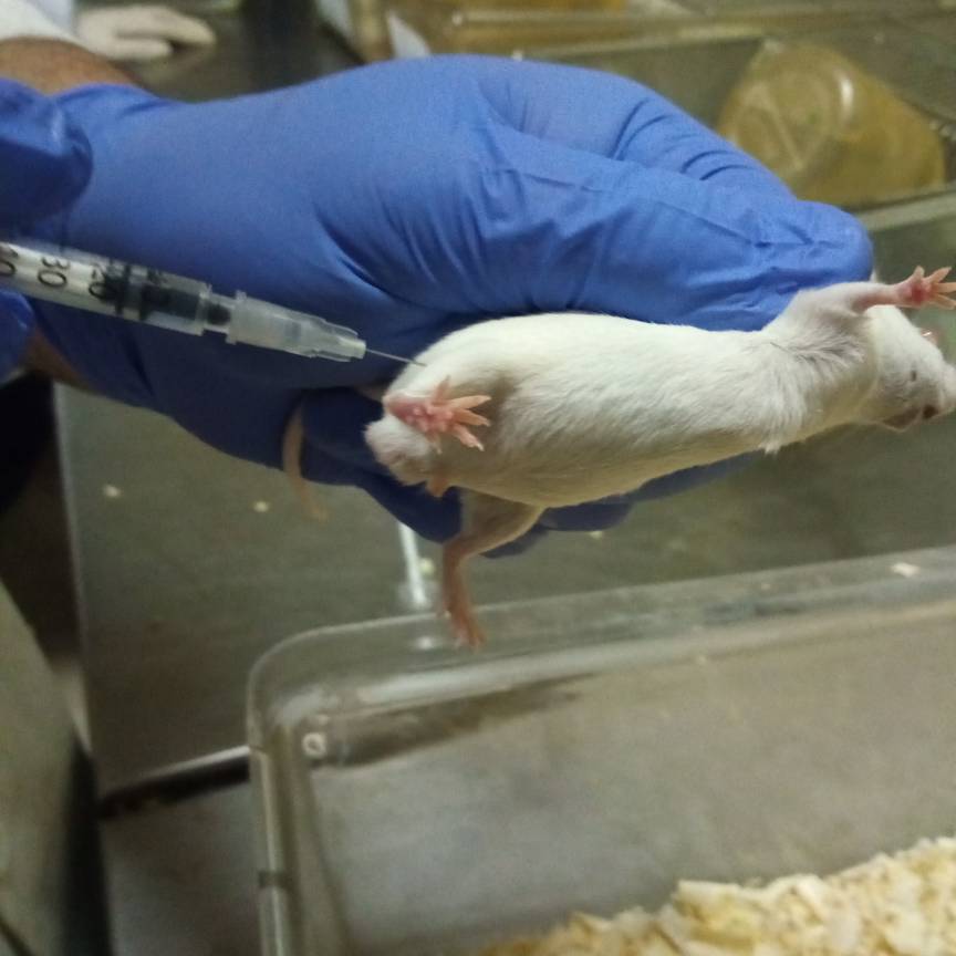 تزریق عضلانی موش بالب سی توسط دامپزشک