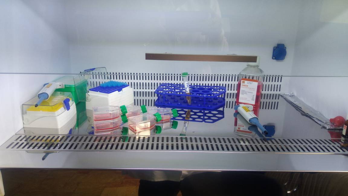 پاساژ سلول های رده سرطانی ریه موش LL2